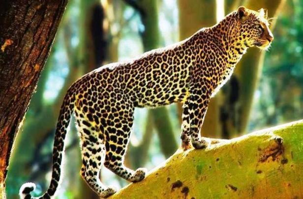 Leopard