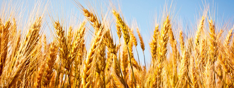 cropped-wheat.jpg