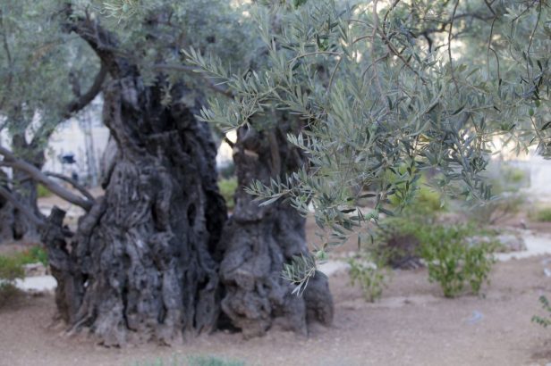 olivo del Getsemani