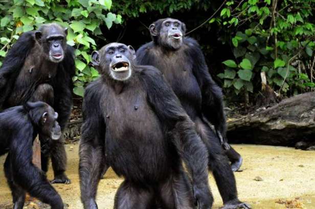 Judge Denies Claim That Chimps are Persons