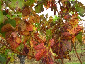 parabola della  vigna