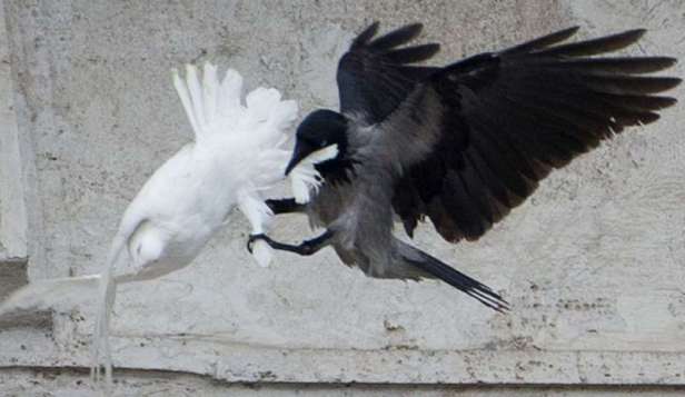 Un corvo attacca la colomba della pace rilasciata da Papa Francesco durante l'Angelus del 26 gennaio 2014