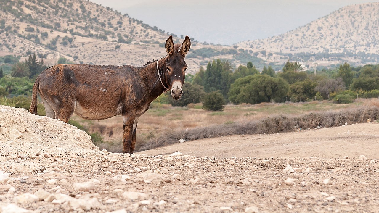 4.   Stalla senza porte