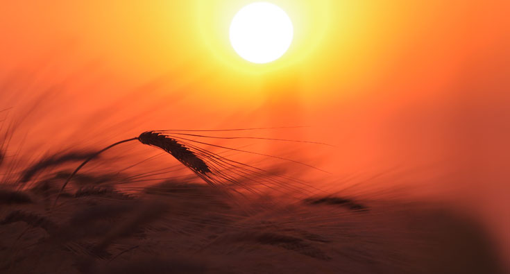 5 Quaresima (B) Se il chicco di grano caduto in terra muore, produce molto frutto (Gv 12,20-33)1