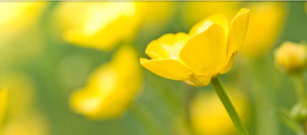 52ª Giornata Mondiale di Preghiera per le Vocazioni (3)