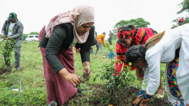 etiopia_alberi-800x450