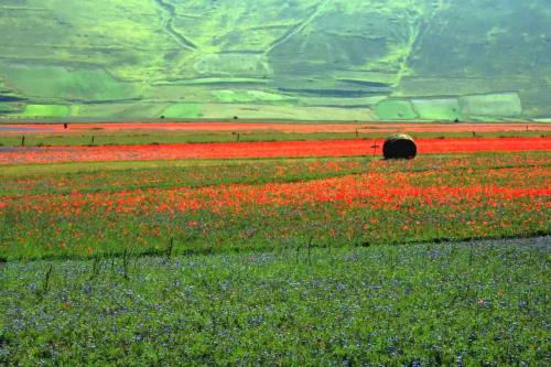 Una Giornata di preghiera per il Creato