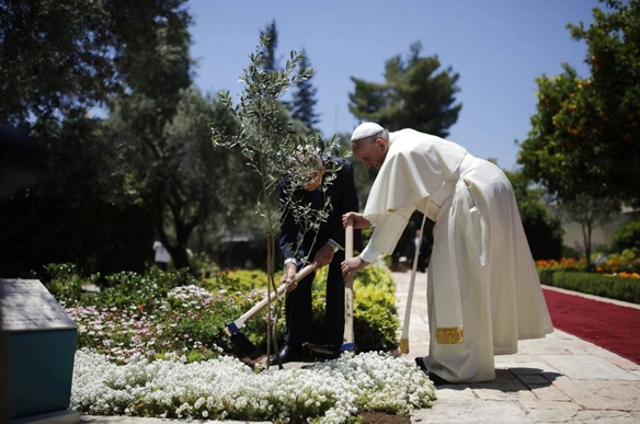 Papa Francisco e o presidente de Israel, Shimon Peres, plantam uma oliveira no jardim do palácio presidencial.