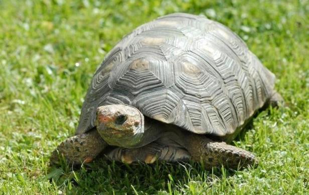 Oral Literature. The tortoise and the drum