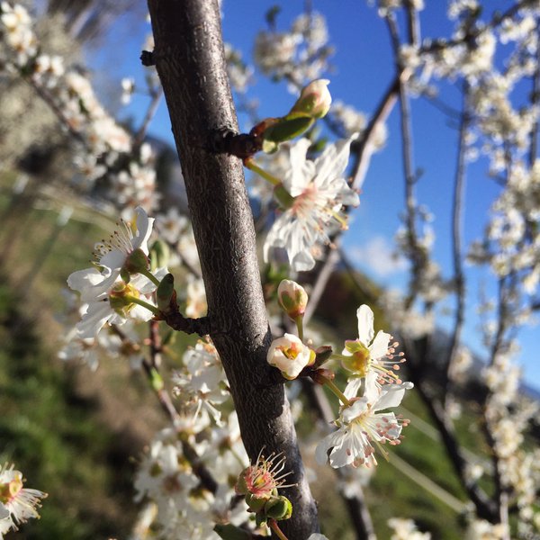 si rinnovano e mettono rami nel timore di Dio.jpg