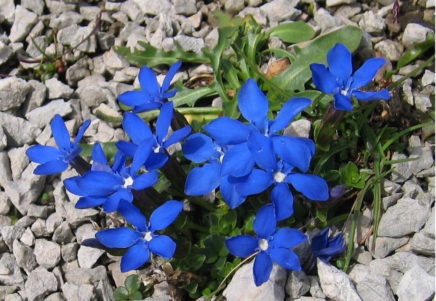 Gentiana_orbicularis