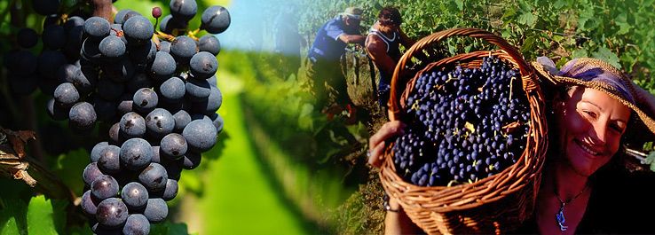 os-trabalhadores-da-vinha-5959ad35d11b7