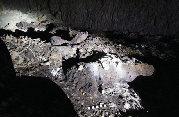 Scoperta tomba egizia con 8 milioni di cani mummificati 1