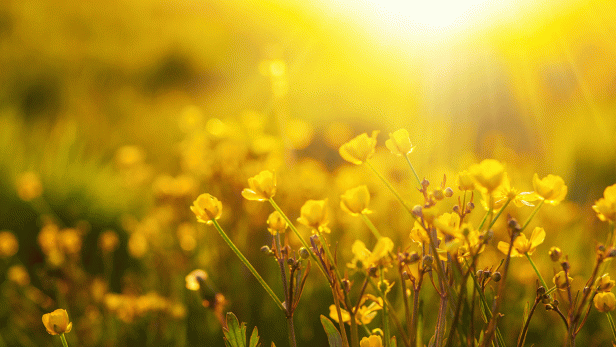 Eloge de l’humilité.gif