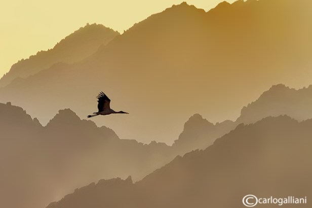 130421671_6nCx3CUi_cicognabianca152