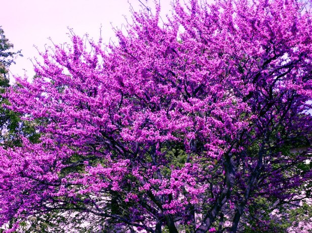 Cercis-Siliquastrum